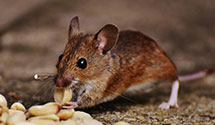 forensic-pest-control-crime-scene-infestation-management Experts in Sugar Notch